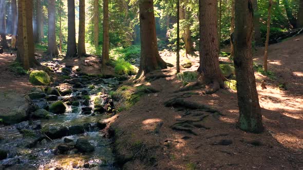 Forest Landscape With Sun Rays Beaming Through The Trees