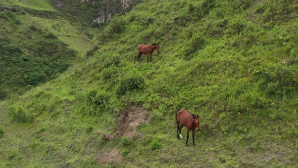 Aerial view of two brown horses that are feeding on the grasses at a hillside