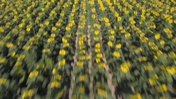 AERIAL: Beautiful Field of Sunflowers in the Morning Light