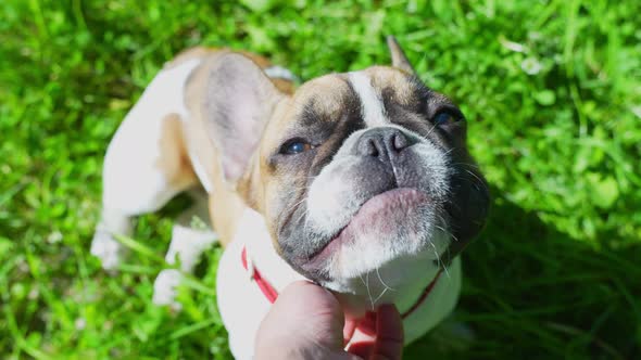 Cute Family Pet, French Bulldog Enjoying Neck Scratches, Outdoors in Grass
