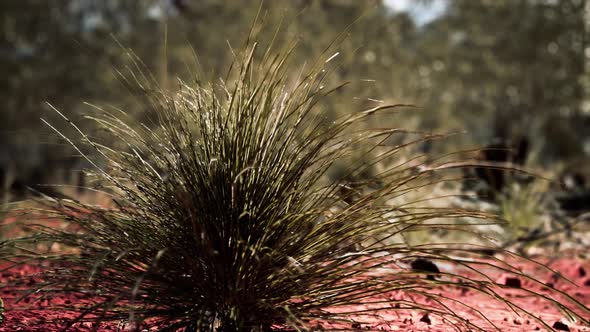 Australian Bush with Trees on Red Sand