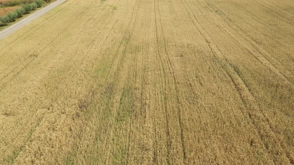 Aerial view of a wheat field in the countryside on a sunny day in Italy