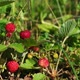 Wild Strawberries - VideoHive Item for Sale