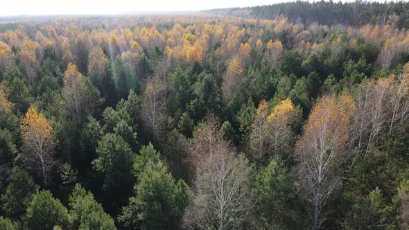 Beautiful Forest with Trees in an Autumn Day