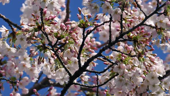 Pretty Pink Flower Blossoms In Spring