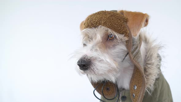 Head portrait of a Jack Russell Terrier in a pilot's suit