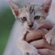 Slow motion shot close up adorable domestic kitten hugged on woman palm. - VideoHive Item for Sale