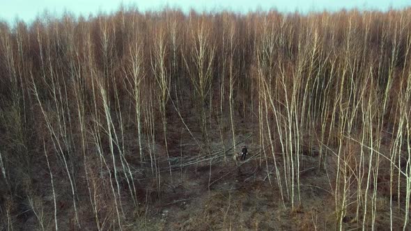 Cutting Birch Tree