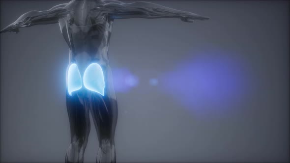 Gluteus Maximus - Leg Muscles Anatomy Animation alt