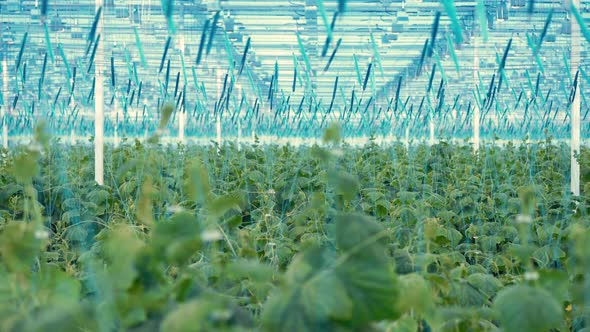 Many Cucumber Plants in Glasshouse