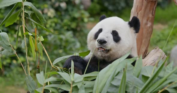 Panda eat bamboo at zoo park