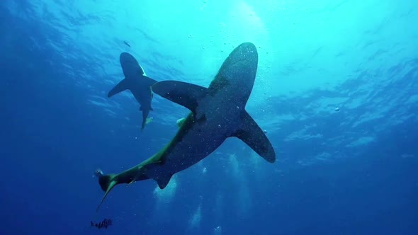 Two Great White Shark swimming around divers.