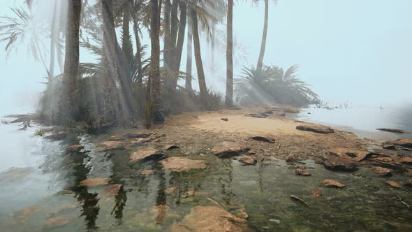 Coconut Palms in Deep Morning Fog