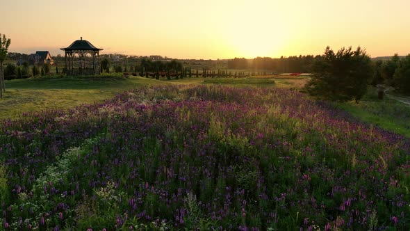 Scenic Landscape of Beautiful Summer Park Dobropark at Sunrise Motyzhyn Ukraine