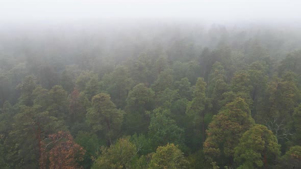 Fog in the Forest Aerial View