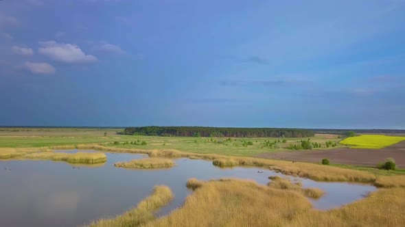 White Storks Fly Over Lake and Fields