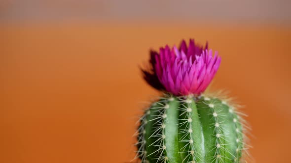 Green Cactus with Sharp Needles and Pink Purple Flower