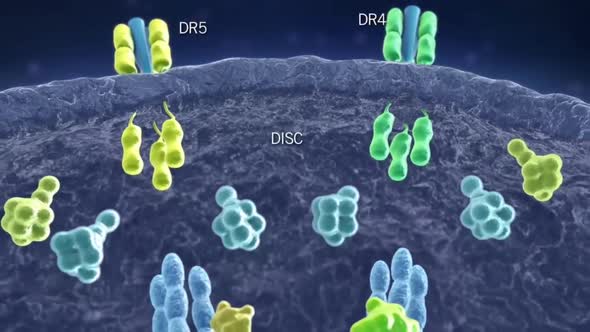 Intracellular lysosomes, cell function