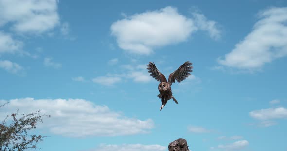 Eurasian Tawny Owl, strix aluco, Adult in Flight, Taking off from Tree trunk, Normandy in France,