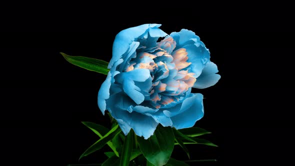 Beautiful Blue Peony Background. Blooming Peony Flower Open, Time Lapse  UHD Video Timelapse