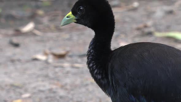 Trumpeter bird in the Amazon of Peru