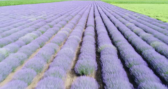 Aerial View Lavender Field Purple Flowers Beautiful Agriculture.