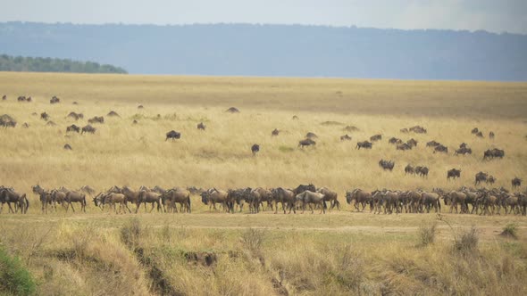 Herd of gnus walking on dry plains