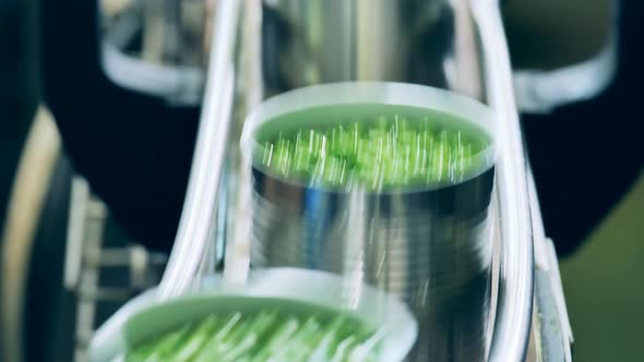 Tin Cans with Green Peas are Moving in Line Along the Conveyor