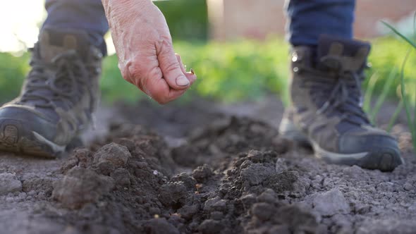 Elderly Female Farmer Sowing Seeds in Soil