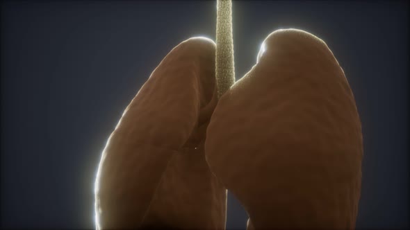 3d Animation of Human Lungs