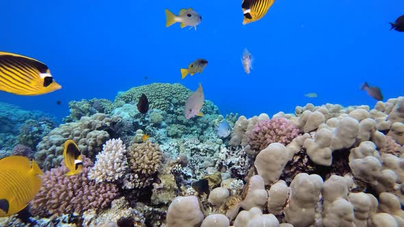 Reef Underwater Coral Garden