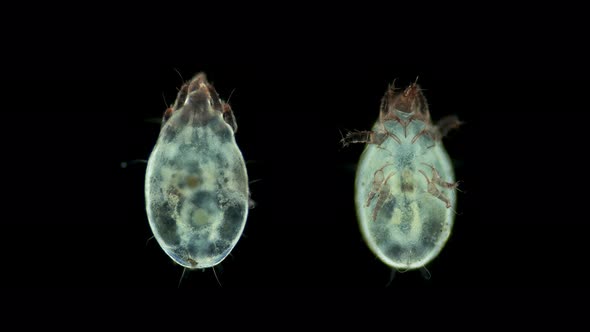 Acari (mite) of the order Sarcoptiformes under the microscope, family Acaridae