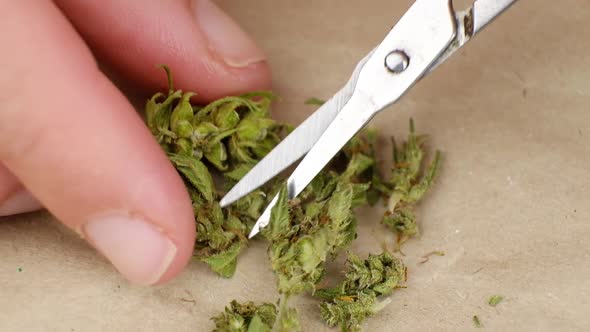 Shredding Dry Cannabis Buds with Scissors Closeup