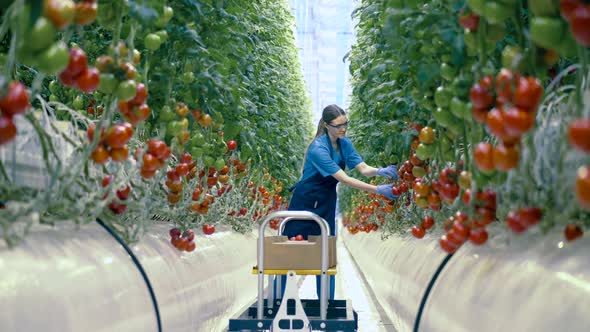 Female Gardener Collects Red Tomatoes. Fresh Healthy Organic Vegetables. Industrial Vegetable