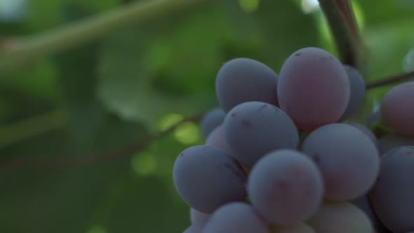 Bunches of Black Grapes Close Up