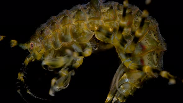 Amphipoda Pallasea Cancellus Under the Microscope, Family Pallaseidae, Endemic