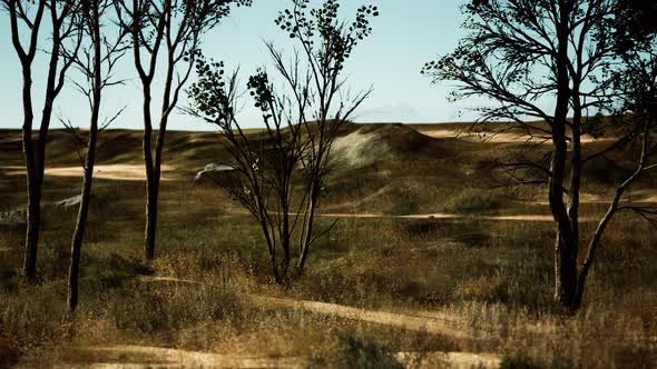 Natural Area with a Tree Grasses and Bare Sand