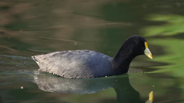 White-winged coot swimming on lake. Closeup with the beautiful waterfowl. Tracking shot