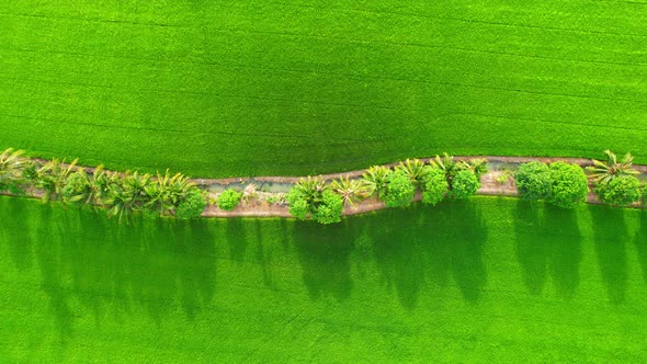 4K Aerial view of agriculture in rice fields for cultivation