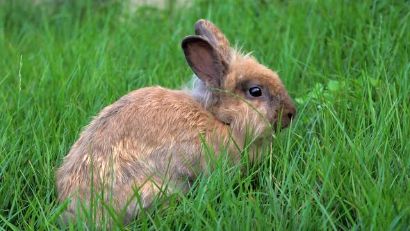 A Small Cute Rabbit Sitting On A Meadow And Eating Grass Hair