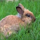 A Small Cute Rabbit Sitting On A Meadow And Eating Grass Hair - VideoHive Item for Sale