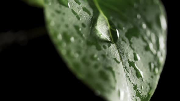 Slow Motion of Water Droplet Falling From Fresh Green Leaf