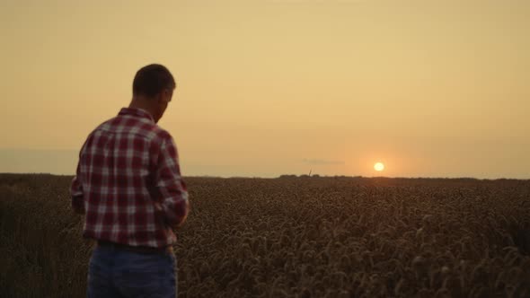 Agronomist Man Examine Crop Morning Wheat Field