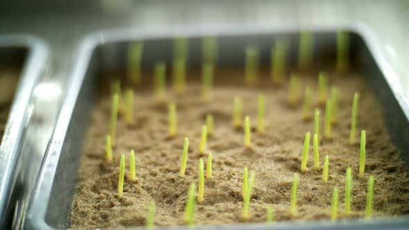 Closeup Young Green Sprouts in Soil Ground