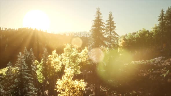 Forest Under Sunrise Sunbeams alt