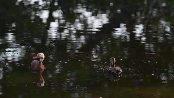 Black-bellied whistling duck (Dendrocygna autumnalis) couple in water