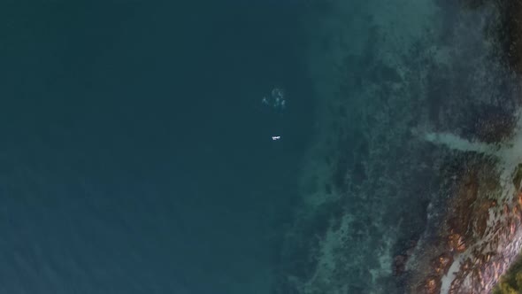 Unique drone view turning and falling from above towards a group of scuba divers underwater