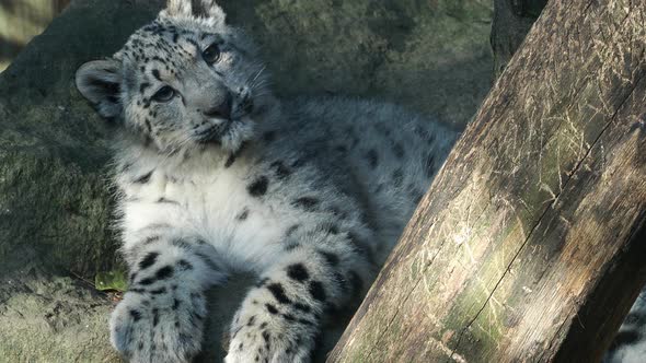 Kitten of snow leopard - Irbis (Panthera uncia) watches the neighborhood.	