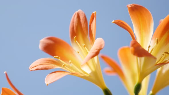 Shallow DOF monocot flowering  Natal lily plant 4K 2160p 30fps UltraHD  footage - Orange Clivia mini