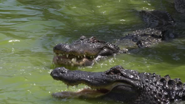 Hungry Crocodiles Eating